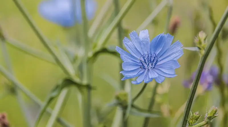 čekanka